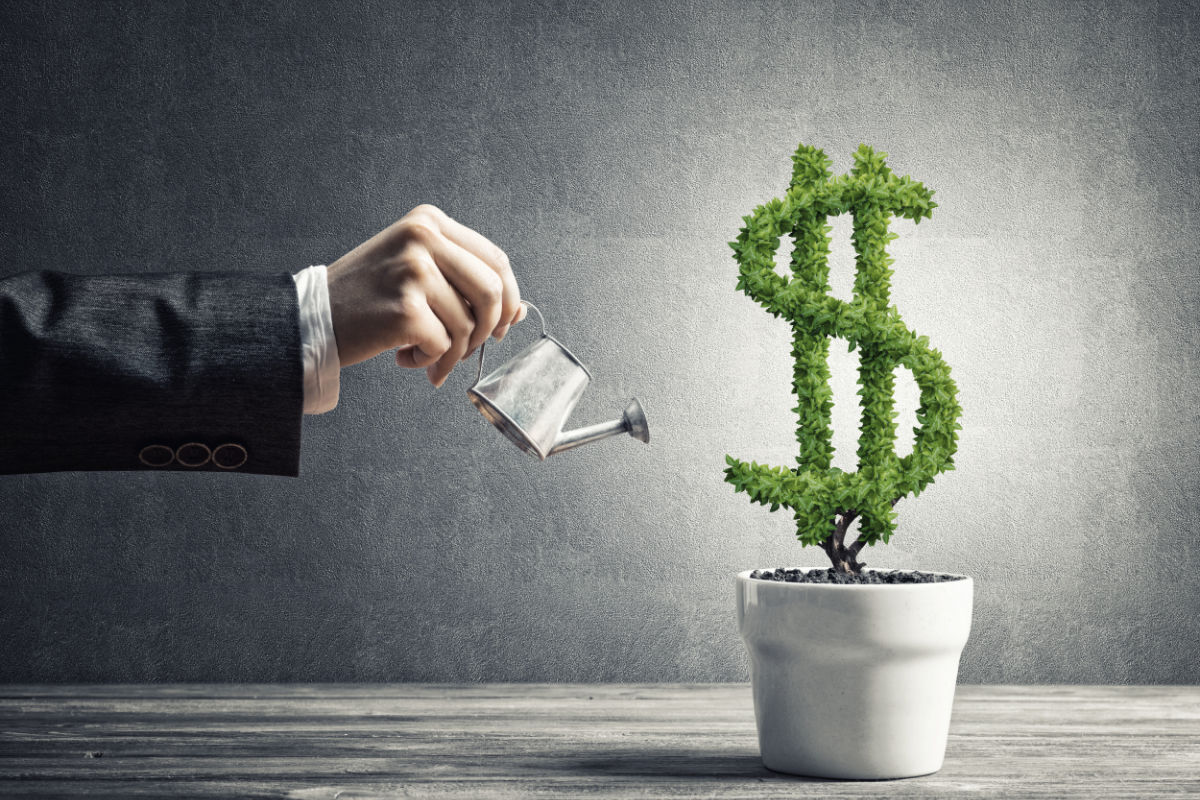 Hand of woman watering green dollar tree growing in white pot Hand of woman watering green dollar tree growing in white pot
